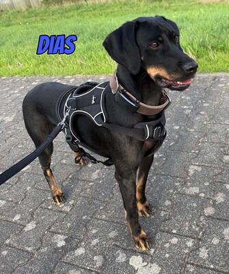 Dias, Brandlbracke - Rüde