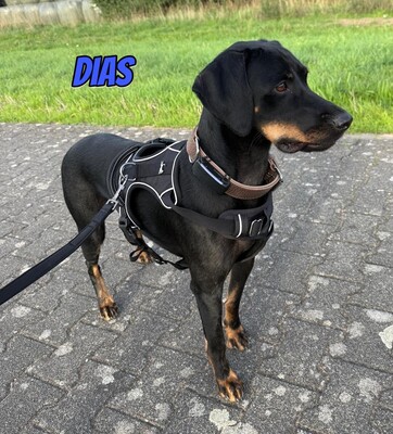 Dias, Brandlbracke - Rüde