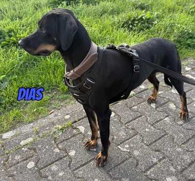 Dias, Brandlbracke - Rüde
