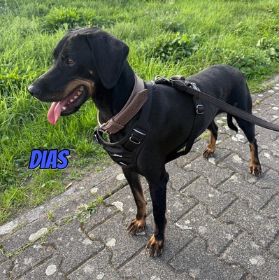 Dias, Brandlbracke - Rüde