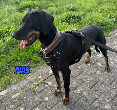 Dias, Brandlbracke - Rüde