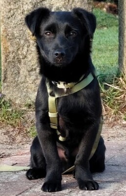 Dias, Mischling Welpen - Rüde