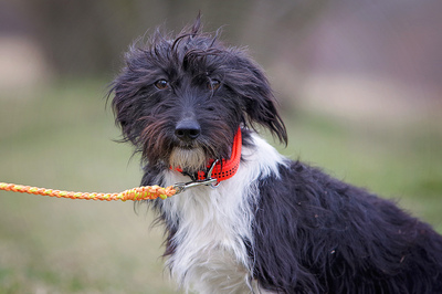 Diddie, Malteser, Yorki und Dackel Welpen - Hündin