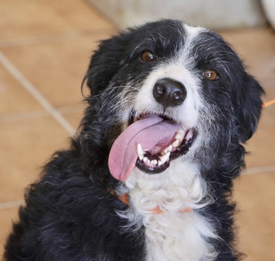 Didi, Mix - Hündin