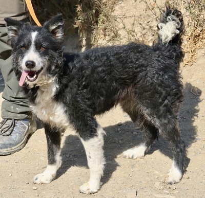 Didi, Mix - Hündin