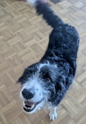 Didi, Mix - Hündin