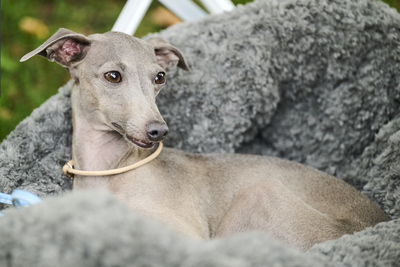Die Welpen sind da, Italienische Windspiel Welpen - Rüde