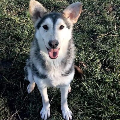 💥Die hübsche Bell hatte einmal eine Familie, wurde aber abgegeben, weil ihre Besitzer keine Zeit mehr für sie hatten 🌈, Schäfi/Husky Mischling - Hündin