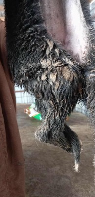 Die kleine Amy hatte keinen guten Start ins Leben, Mischling Welpen - Hündin