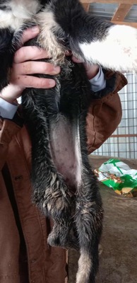 Die kleine Amy hatte keinen guten Start ins Leben, Mischling Welpen - Hündin