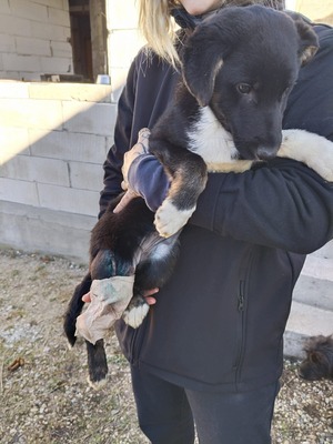 Die kleine Amy hatte keinen guten Start ins Leben, Mischling Welpen - Hündin