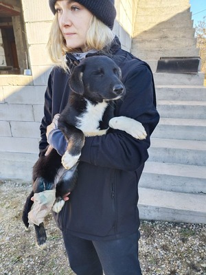 Die kleine Amy hatte keinen guten Start ins Leben, Mischling Welpen - Hündin