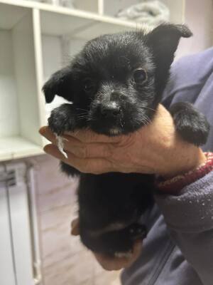 Die kleine Eva, ein zartes Seelchen, das endlich gesehen werden möchte