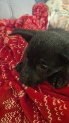 Die kleine Eva, ein zartes Seelchen, das endlich gesehen werden möchte, Mischling Welpen - Hündin