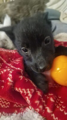 Die kleine Eva, ein zartes Seelchen, das endlich gesehen werden möchte, Mischling Welpen - Hündin