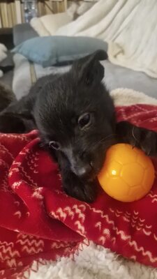 Die kleine Eva, ein zartes Seelchen, das endlich gesehen werden möchte, Mischling Welpen - Hündin