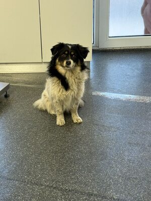 Die kleine Mimi sucht ein Zuhause voller Liebe und Geborgenheit., Mischling - Hündin