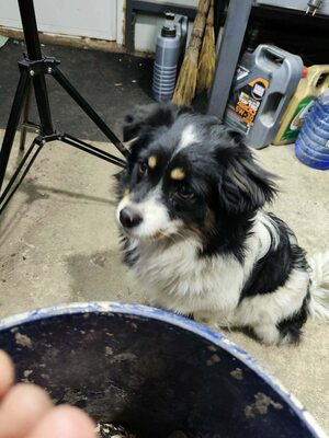 Die kleine Mimi sucht ein Zuhause voller Liebe und Geborgenheit., Mischling - Hündin