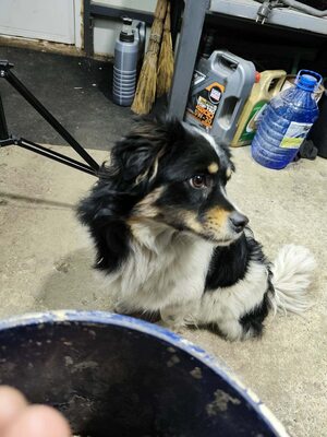 Die kleine Mimi sucht ein Zuhause voller Liebe und Geborgenheit., Mischling - Hündin