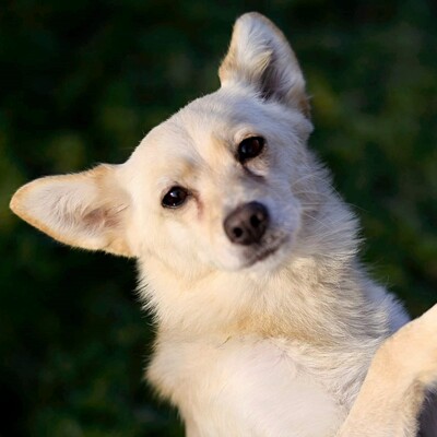 💥Die nette Abra ist eine äußerst freundliche und nette Hündin, die einen hervorragenden Charakter hat💥, Mischlingshündin - Hündin