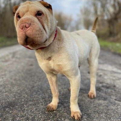 🌺Die nette Shar-Pei Hündin Randa hat ein ruhiges und hingebungsvolles Wesen das sie zu einer liebevollen Begleiterin macht🌸, Shar-Pei - Hündin