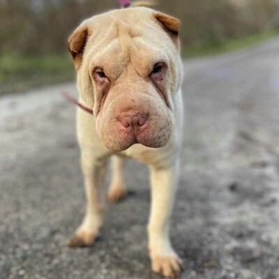 🌺Die nette Shar-Pei Hündin Randa hat ein ruhiges und hingebungsvolles Wesen das sie zu einer liebevollen Begleiterin macht🌸, Shar-Pei - Hündin