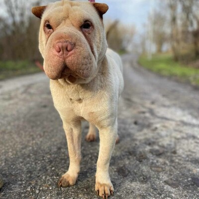 🌺Die nette Shar-Pei Hündin Randa hat ein ruhiges und hingebungsvolles Wesen das sie zu einer liebevollen Begleiterin macht🌸, Shar-Pei - Hündin