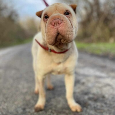 🌺Die nette Shar-Pei Hündin Randa hat ein ruhiges und hingebungsvolles Wesen das sie zu einer liebevollen Begleiterin macht🌸, Shar-Pei - Hündin