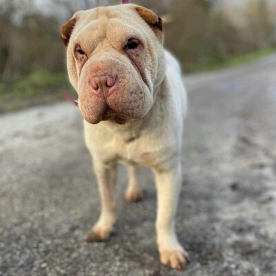 🌺Die nette Shar-Pei Hündin Randa hat ein ruhiges und hingebungsvolles Wesen das sie zu einer liebevollen Begleiterin macht🌸, Shar-Pei - Hündin