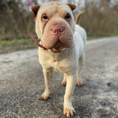 🌺Die nette Shar-Pei Hündin Randa hat ein ruhiges und hingebungsvolles Wesen das sie zu einer liebevollen Begleiterin macht🌸, Shar-Pei - Hündin