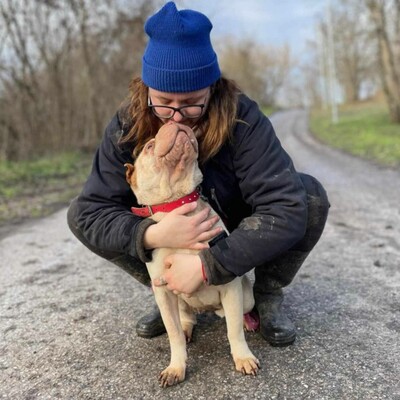 🌺Die nette Shar-Pei Hündin Randa hat ein ruhiges und hingebungsvolles Wesen das sie zu einer liebevollen Begleiterin macht🌸, Shar-Pei - Hündin