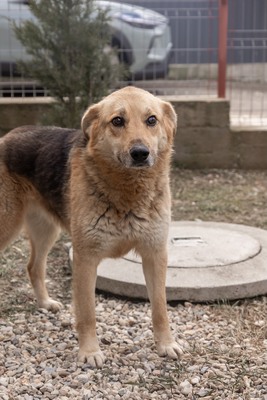 Die sanfte Luna sucht ihr Herzenszuhause, Mischling - Hündin