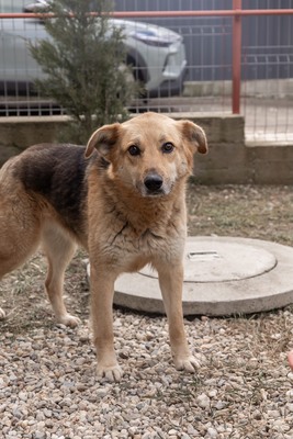 Die sanfte Luna sucht ihr Herzenszuhause, Mischling - Hündin