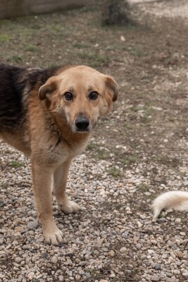 Die sanfte Luna sucht ihr Herzenszuhause, Mischling - Hündin