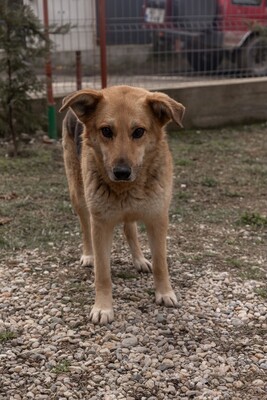 Die sanfte Luna sucht ihr Herzenszuhause, Mischling - Hündin