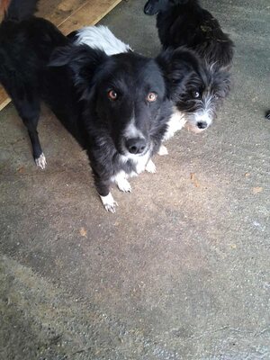 Die schüchterne Peach sucht Geborgenheit, Mischling - Hündin