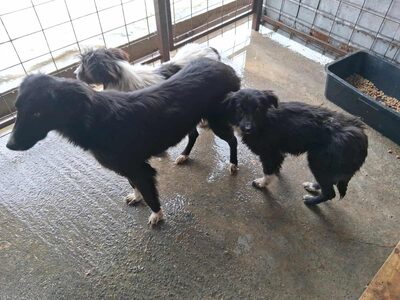 Die schüchterne Peach sucht Geborgenheit, Mischling - Hündin