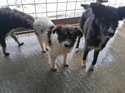 Die schüchterne Peach sucht Geborgenheit, Mischling - Hündin