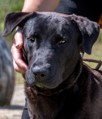 Diego - jung und verspielt, Labrador-Mix - Rüde