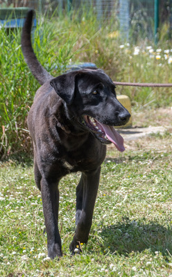 Diego - jung und verspielt, Labrador-Mix - Rüde