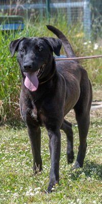 Diego - jung und verspielt, Labrador-Mix - Rüde