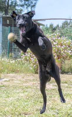 Diego - jung und verspielt, Labrador-Mix - Rüde