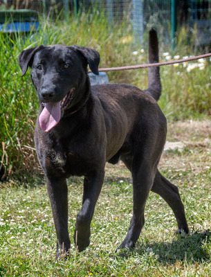 Diego - jung und verspielt, Labrador-Mix - Rüde