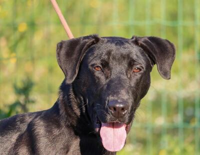 Diego - jung und verspielt, Labrador-Mix - Rüde