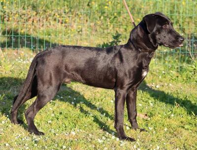 Diego - jung und verspielt, Labrador-Mix - Rüde