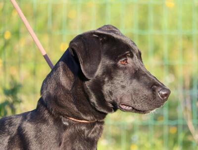Diego - jung und verspielt, Labrador-Mix - Rüde