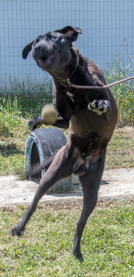 Diego - jung und verspielt, Labrador-Mix - Rüde