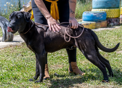 Diego - jung und verspielt, Labrador-Mix - Rüde