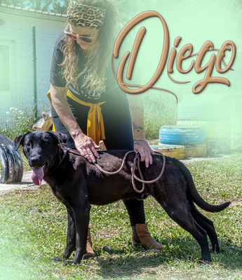 Diego - jung und verspielt, Mischling - Rüde