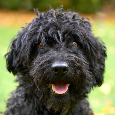 Diegolo, Puli-Mix - Rüde